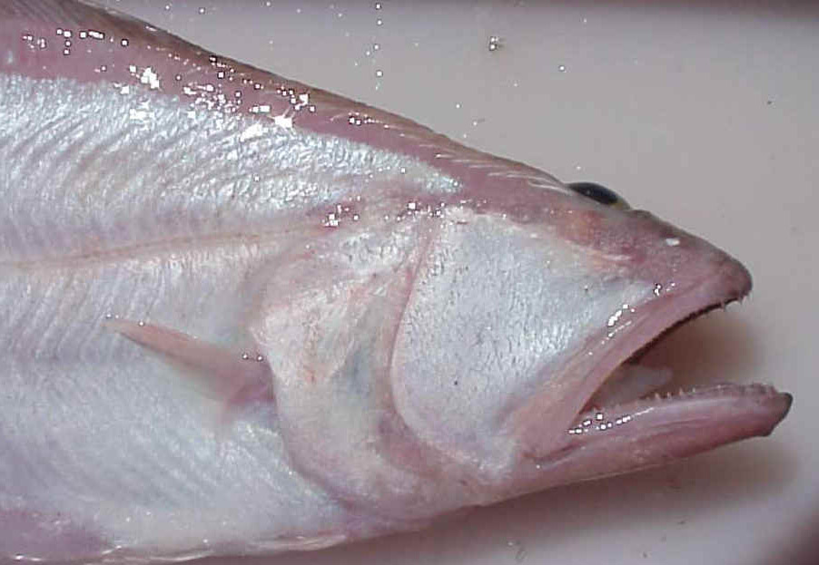 Atheresthes stomias (Jordan & Gilbert, 1880)